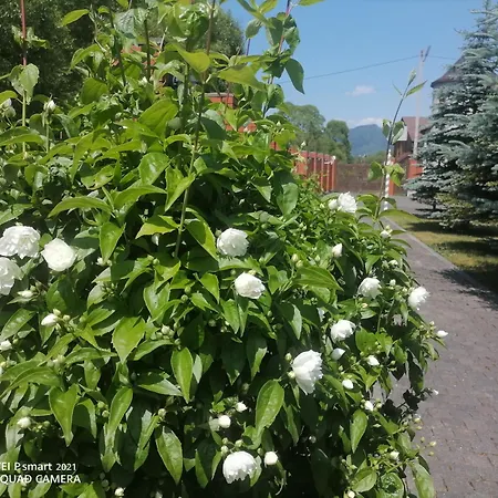 Zolota Pidkova & River * 斯拉夫西克